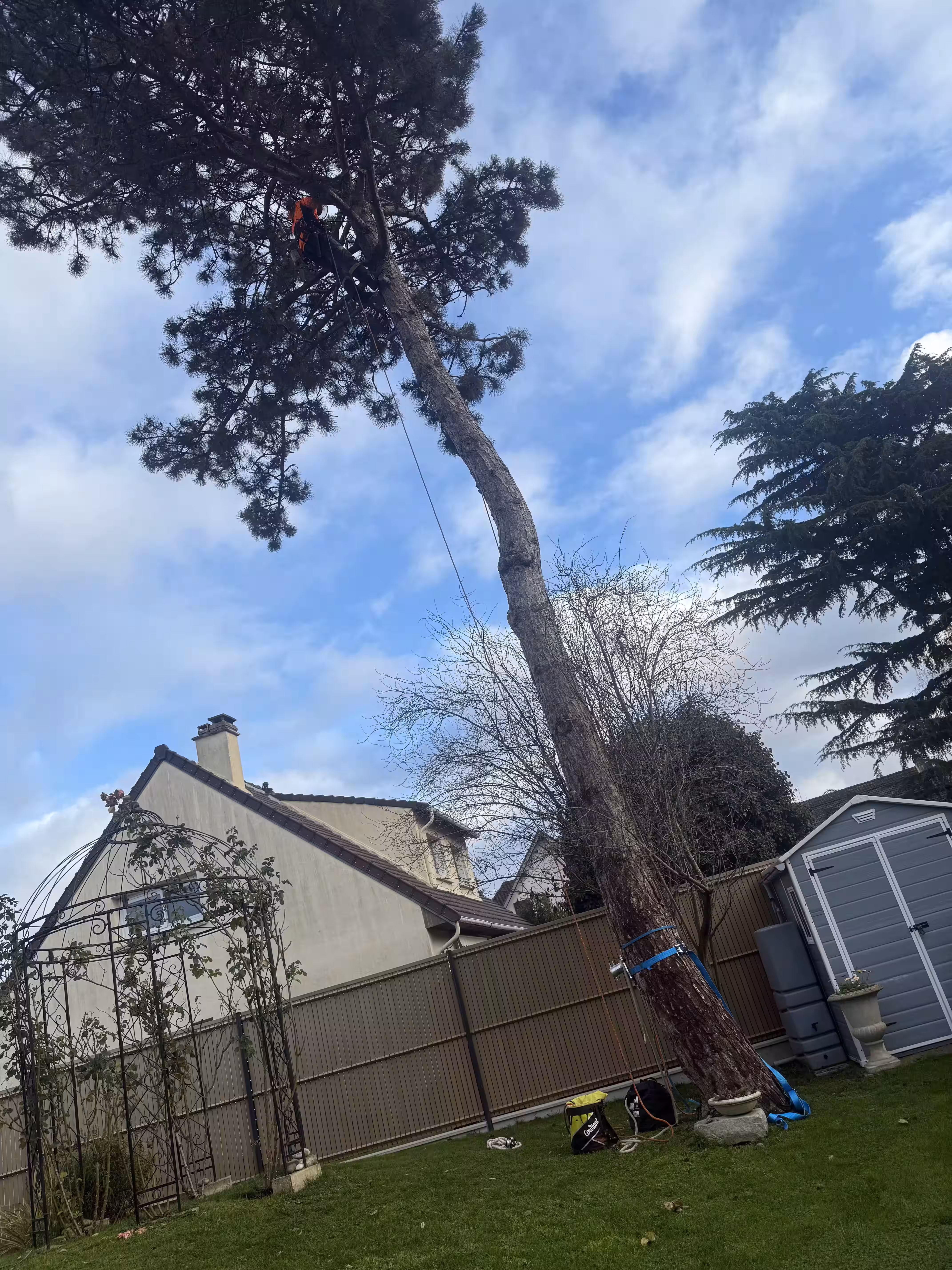 Abattage par démontage d'un Pin