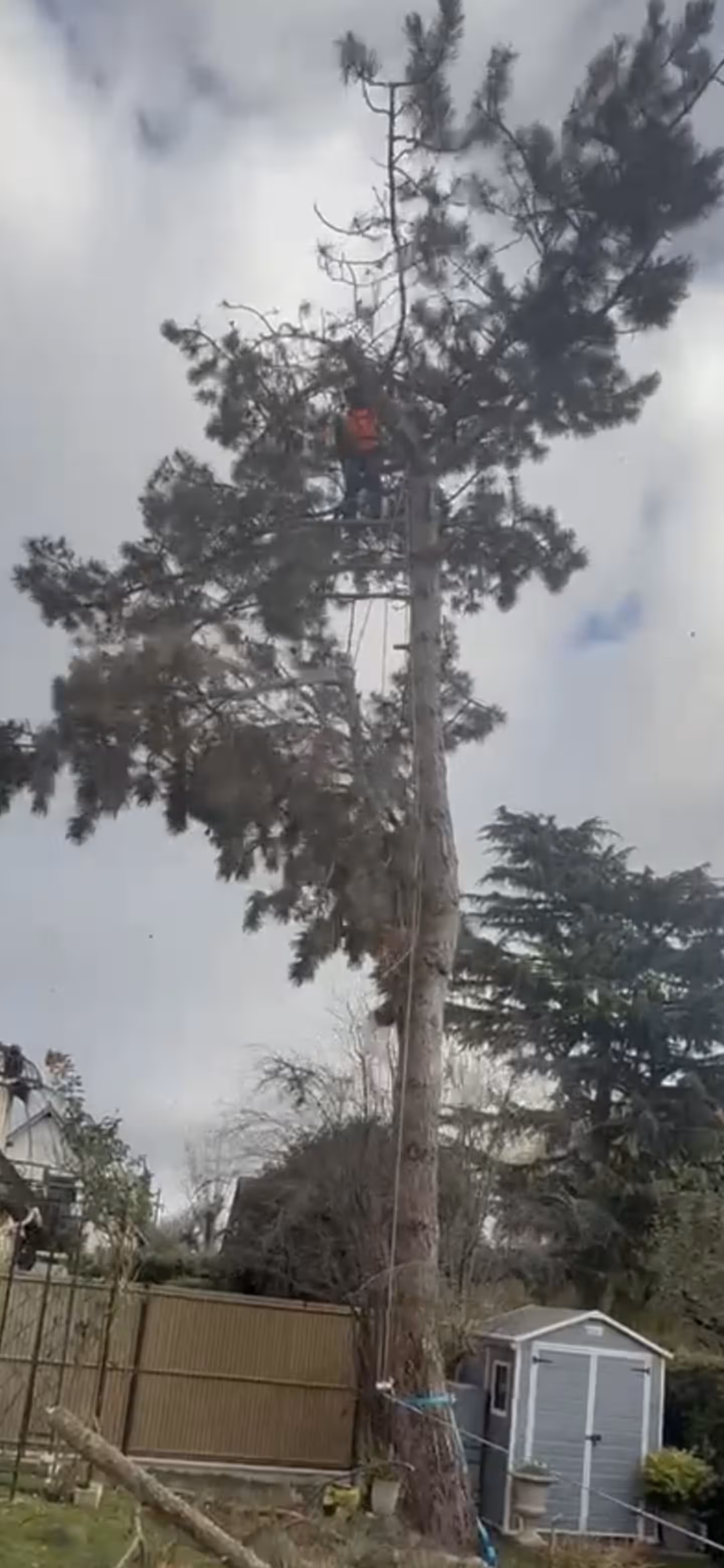 Abattage par démontage d'un Pin