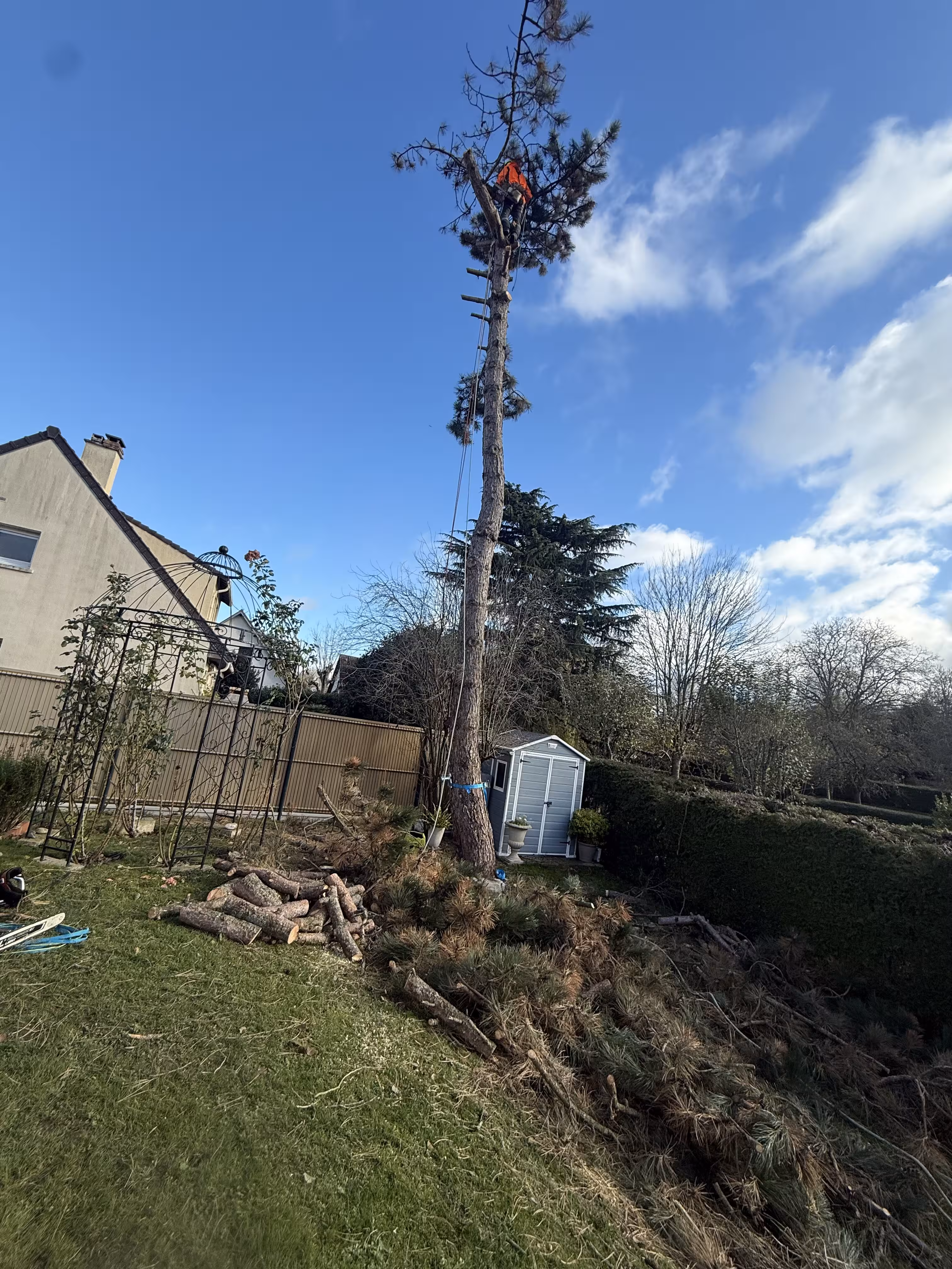 Abattage par démontage d'un Pin