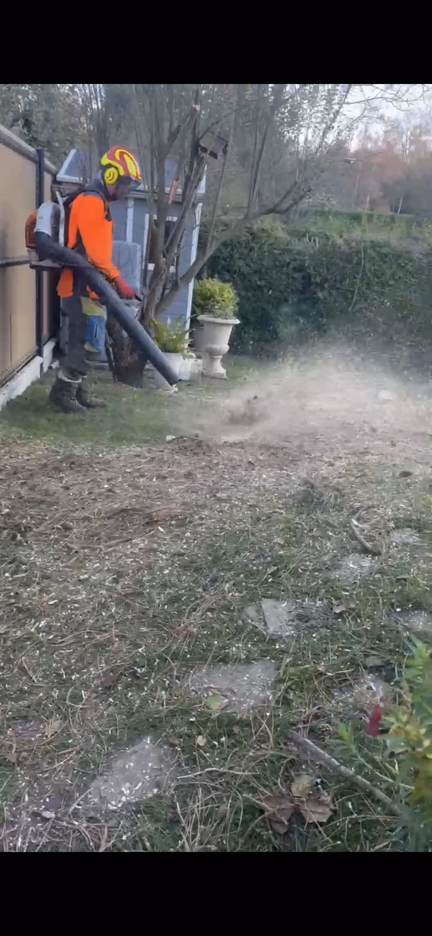 Abattage par démontage d'un Pin