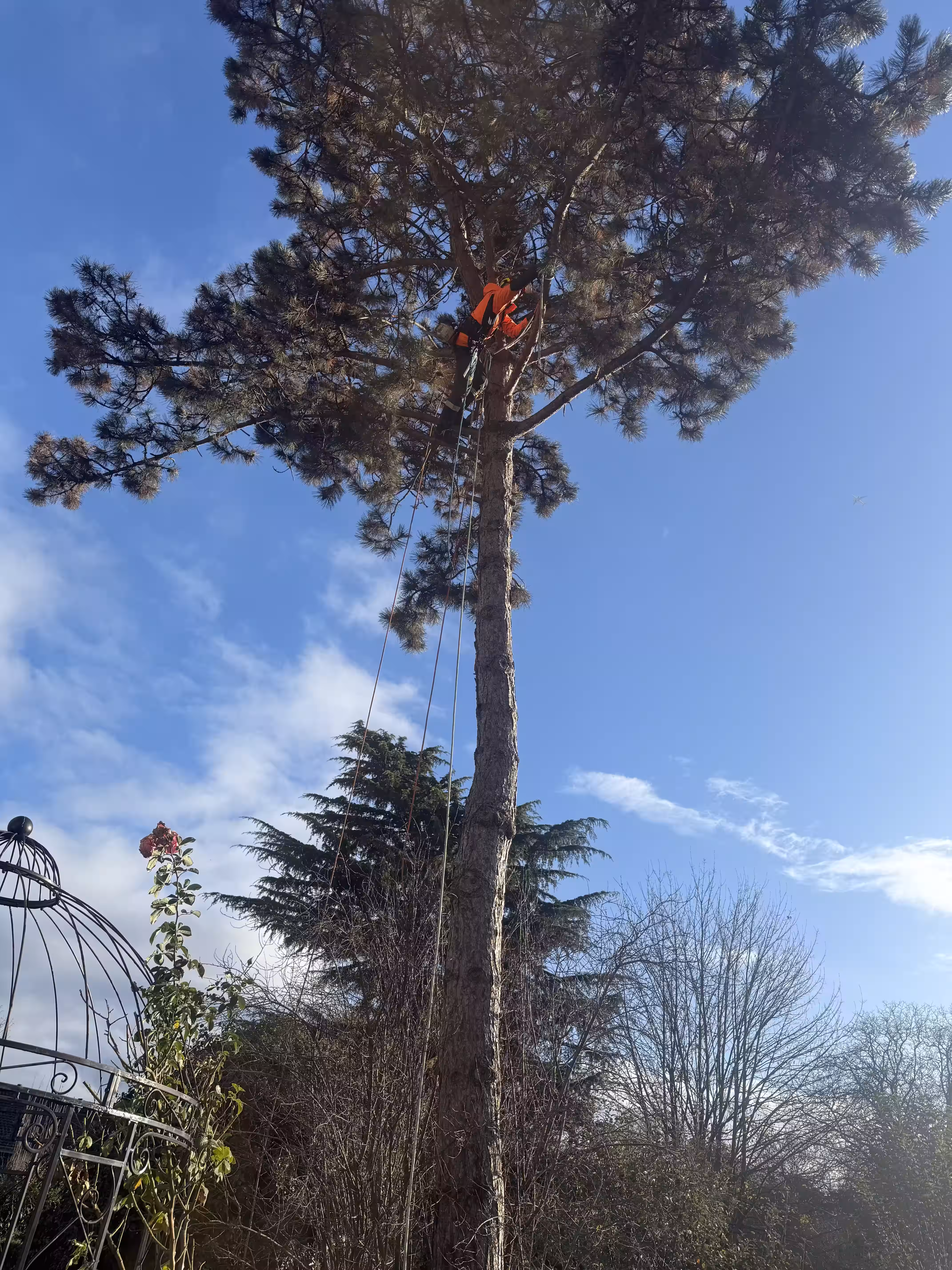 Abattage par démontage d'un Pin