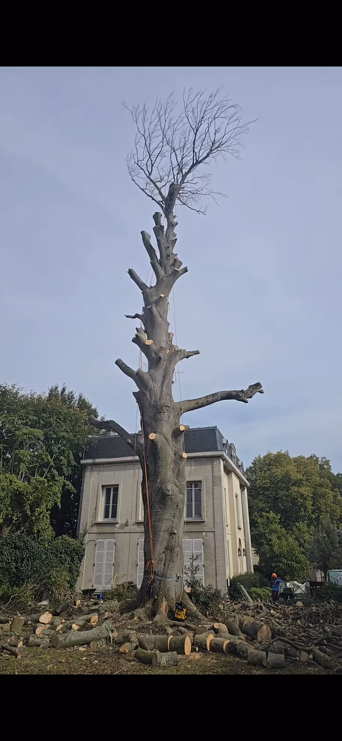 Abattage par démontage d'un hêtre