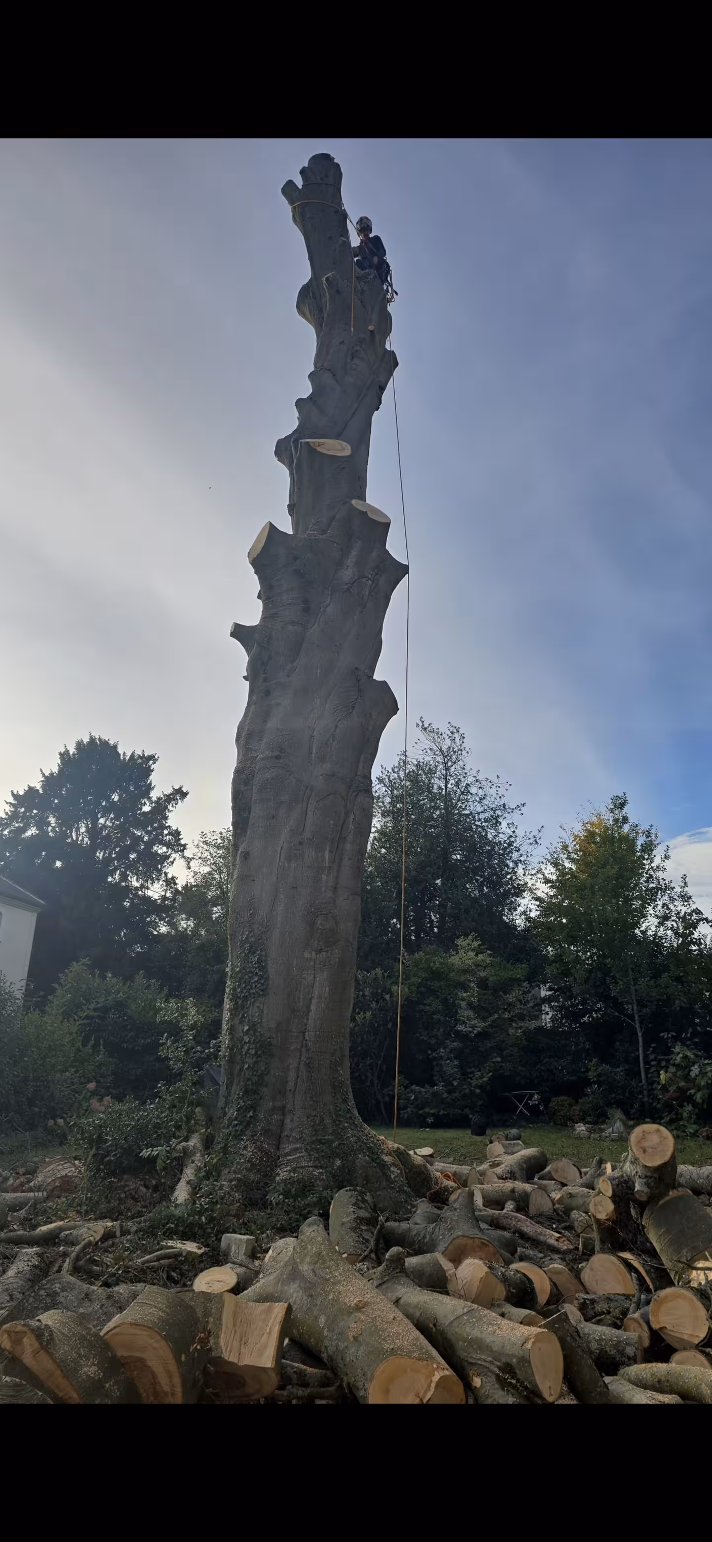 Abattage par démontage d'un hêtre