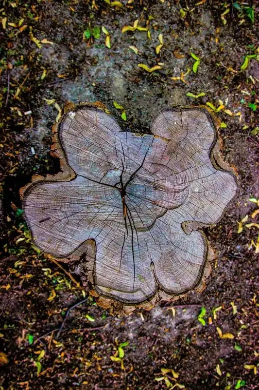 Dessouchage professionnel