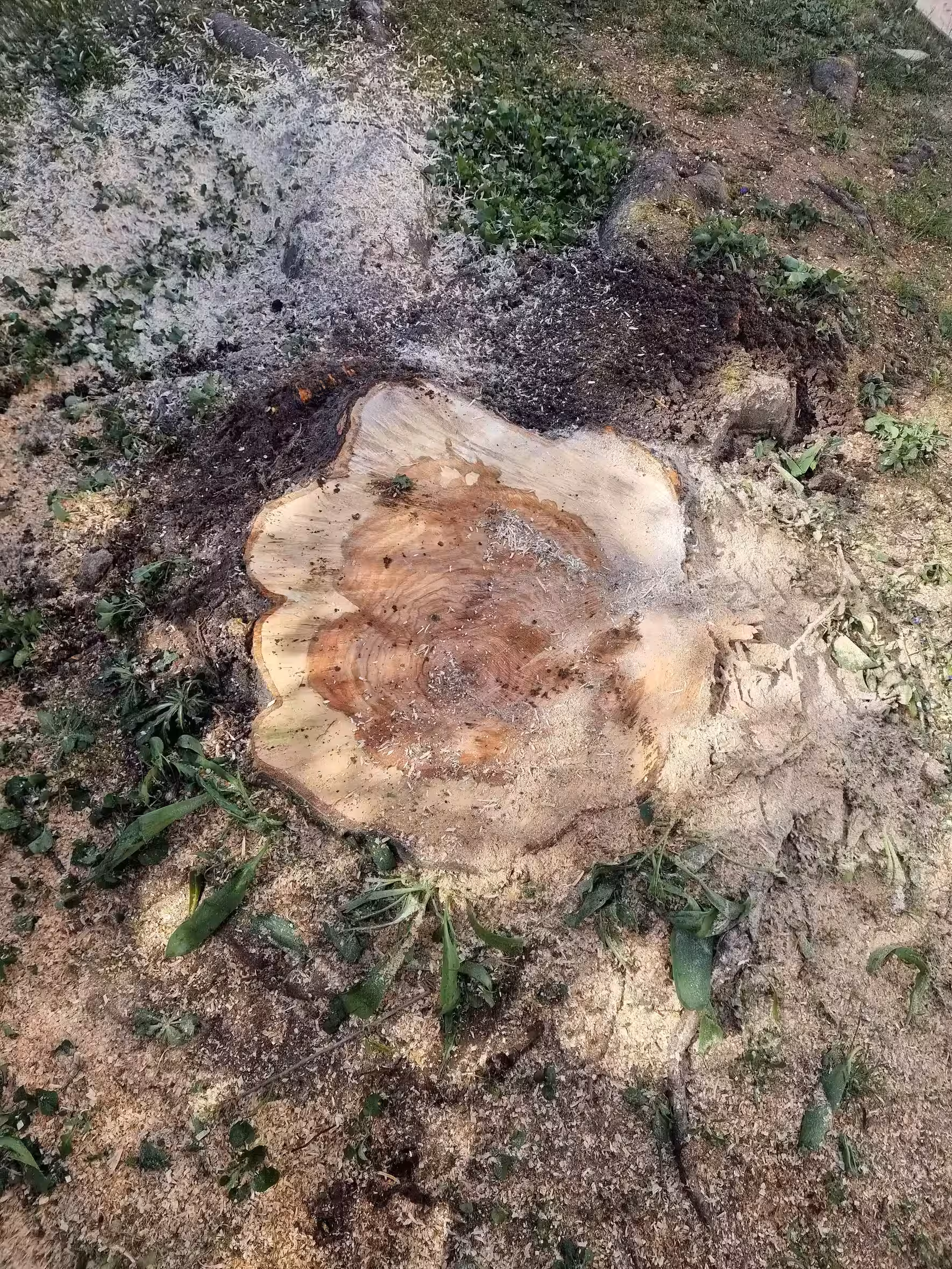 Dessouchage réalisation 4_1