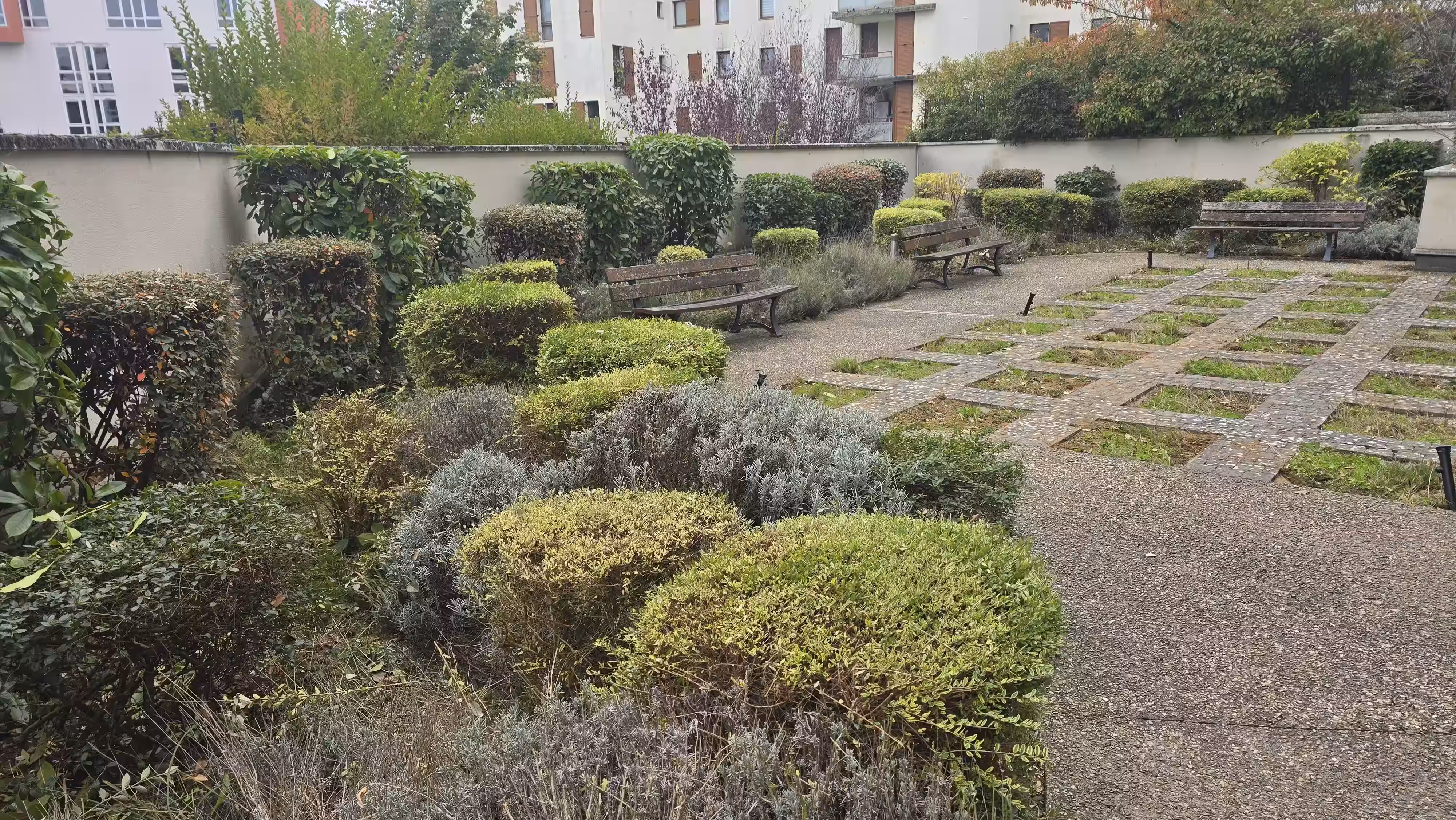 Taille de haie et d'arbuste