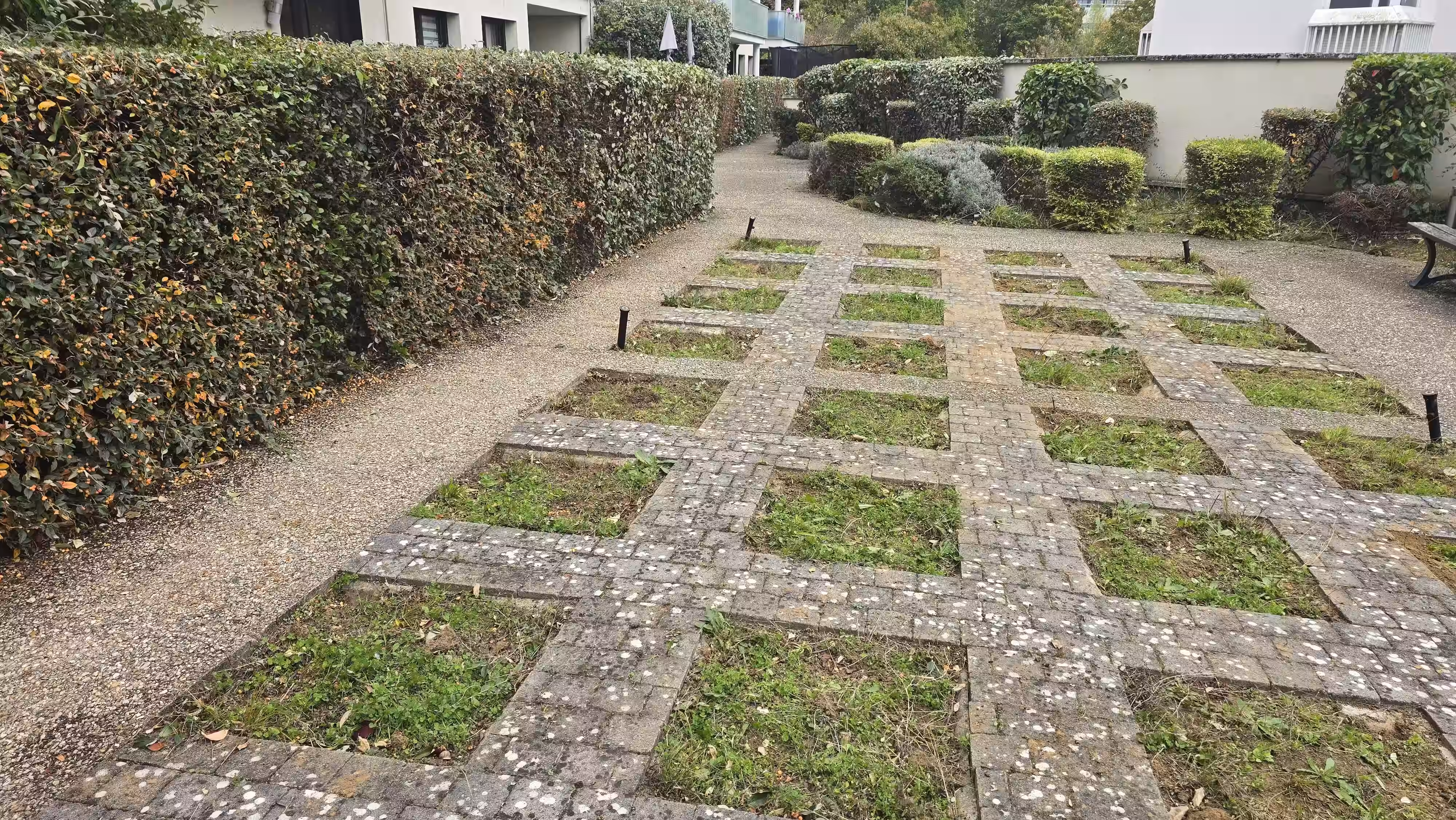 Taille de haie et d'arbuste