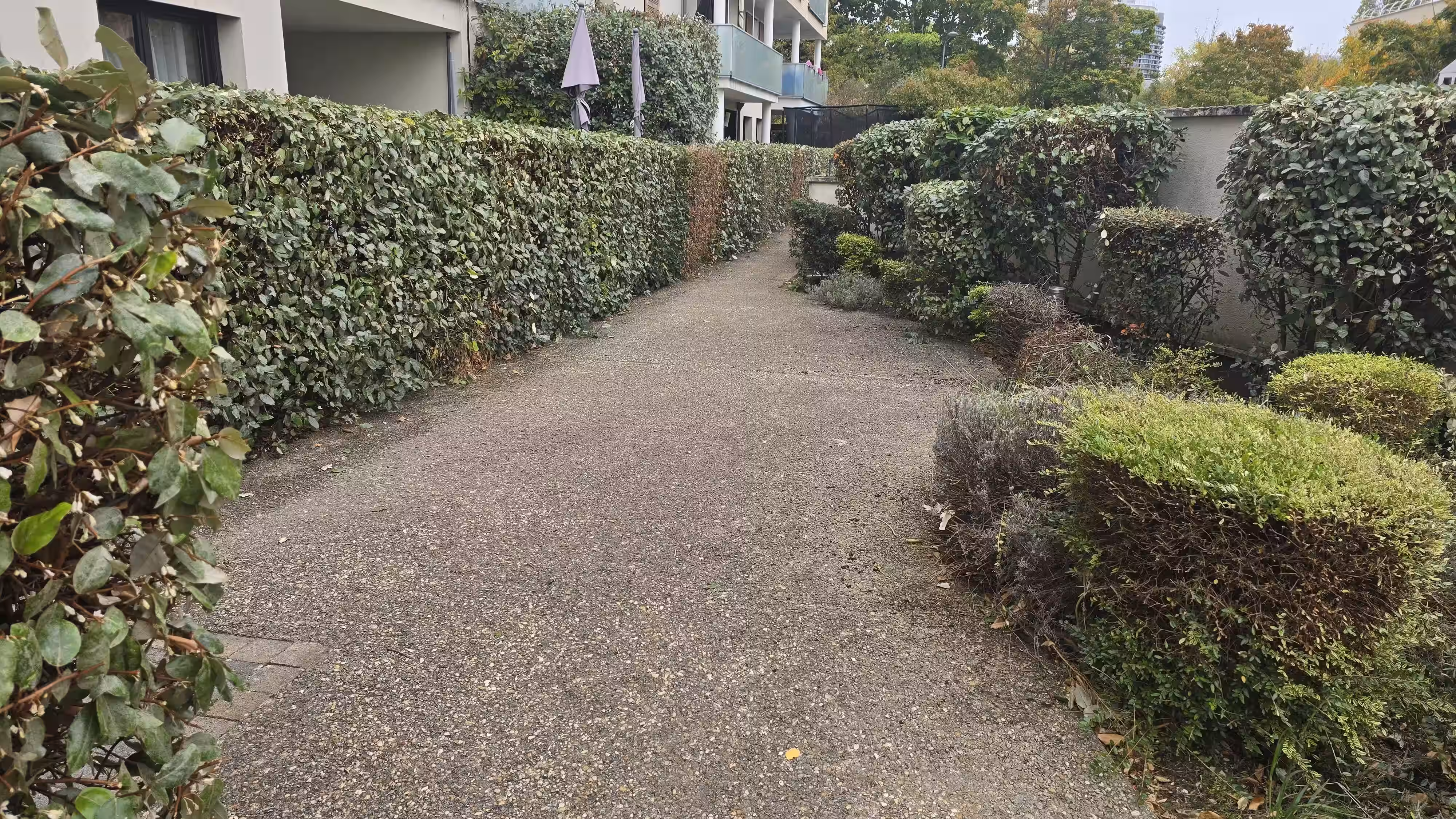 Taille de haie et d'arbuste