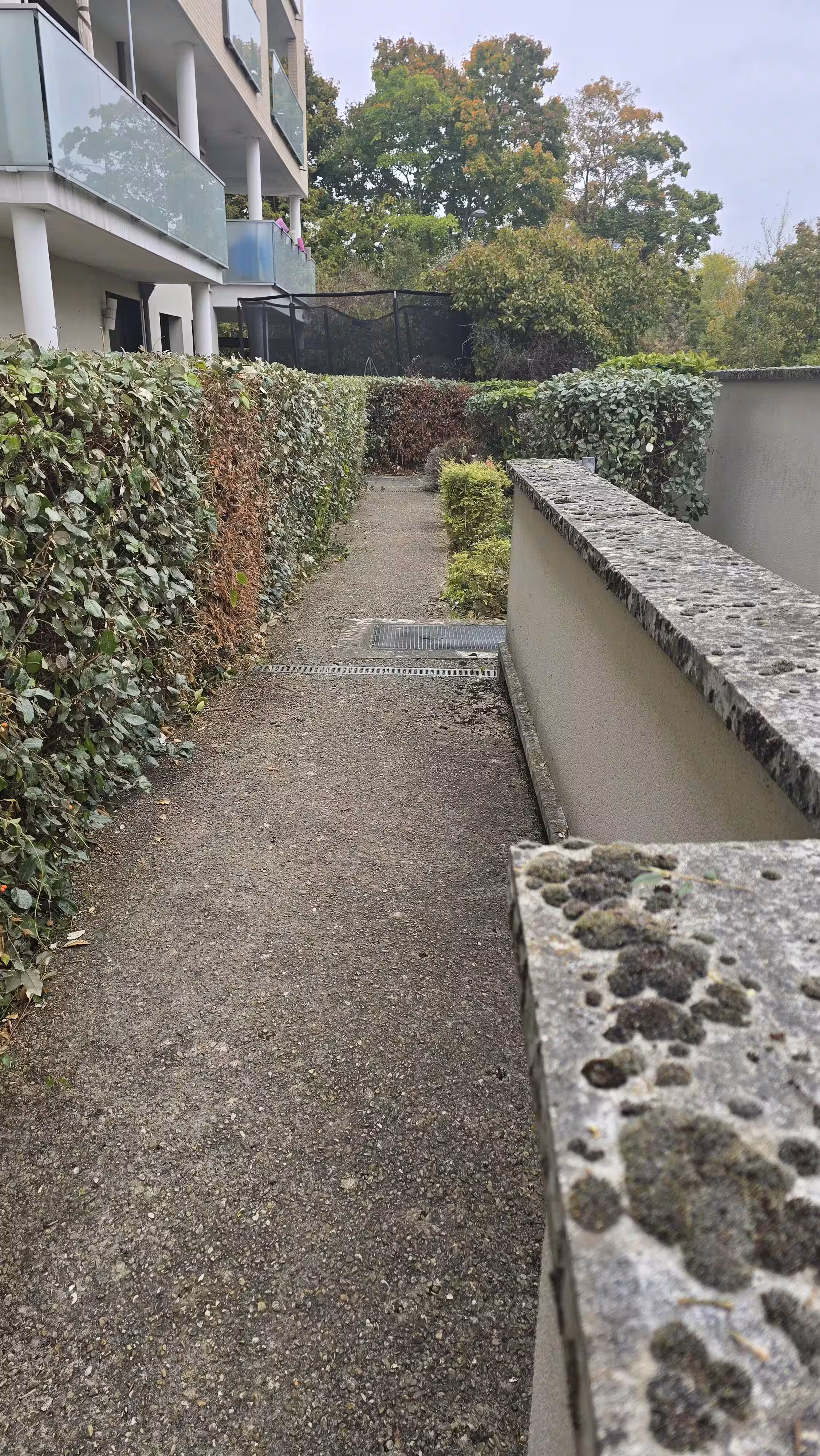 Taille de haie et d'arbuste